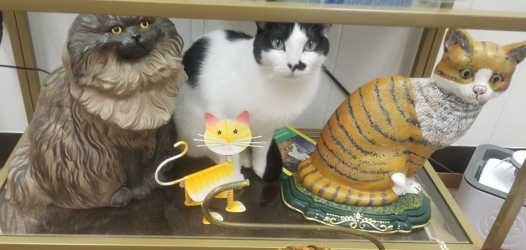 Enlarge Marilyn, a Adoptable mixed breed in Albuquerque, NM image 7/8