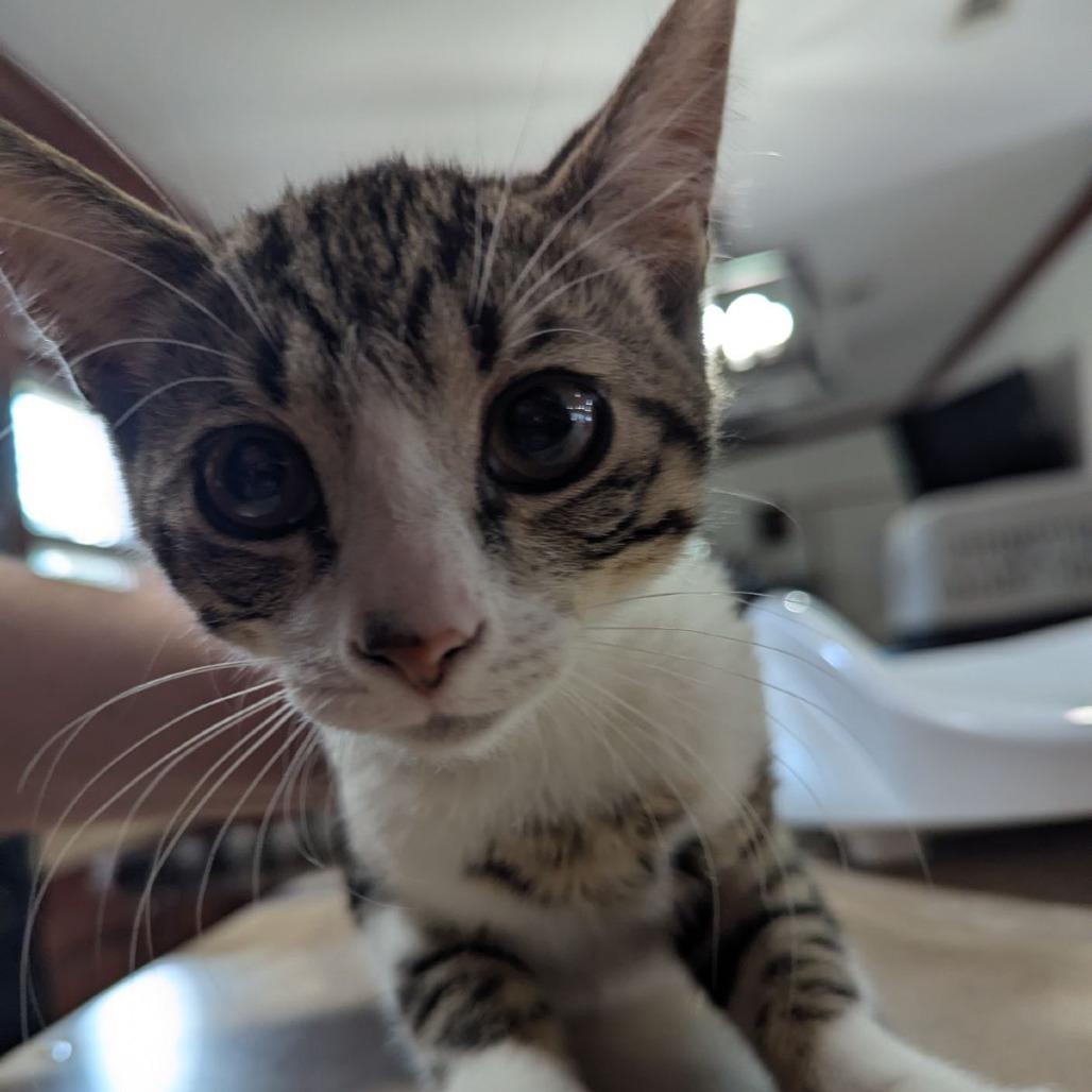 Enlarge Hamish, an adopted mixed breed in Ocala, FL image 2/2