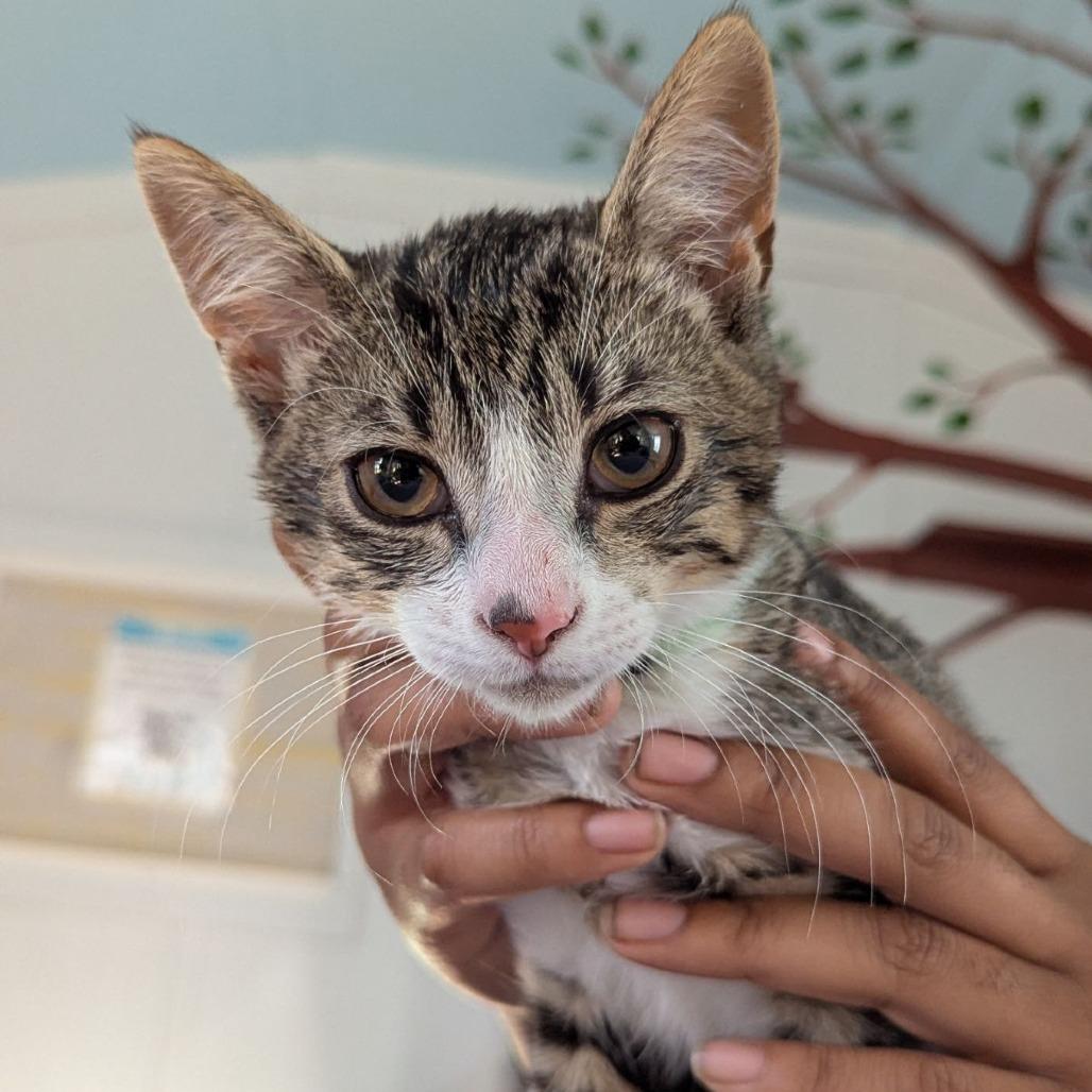 Enlarge Hamish, an adopted mixed breed in Ocala, FL image 1/2