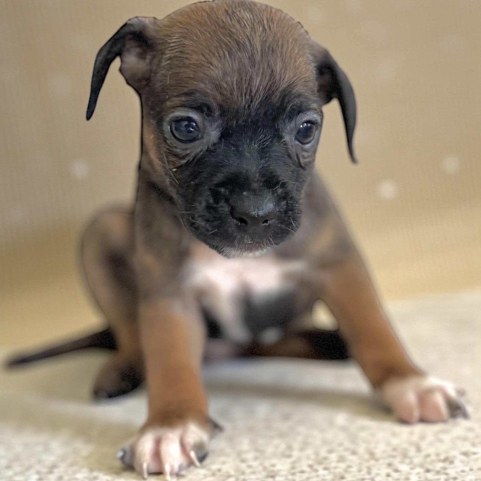 Remy , an adopted mixed breed in Williston, VT image 5/5