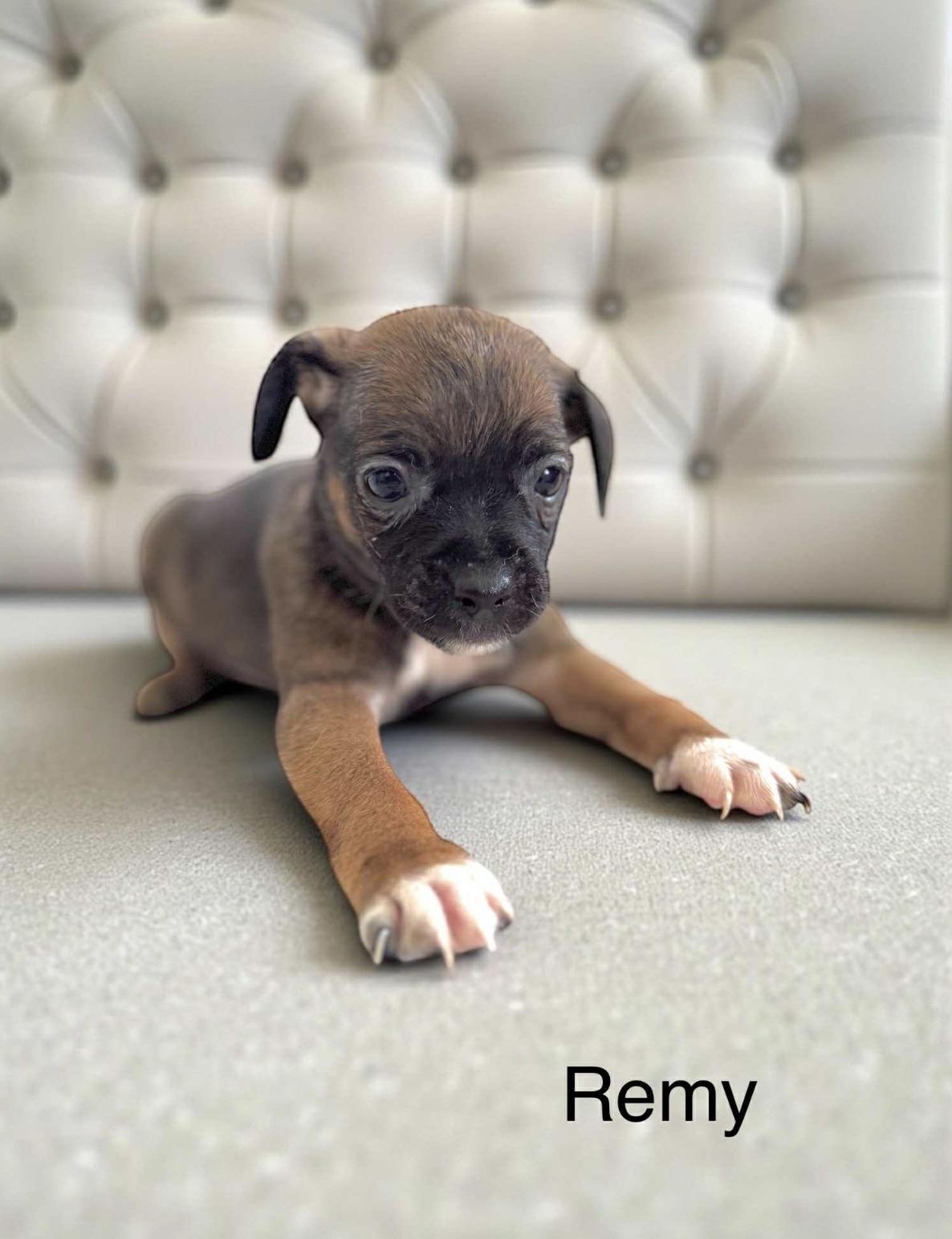 Remy , an adopted mixed breed in Williston, VT image 4/5