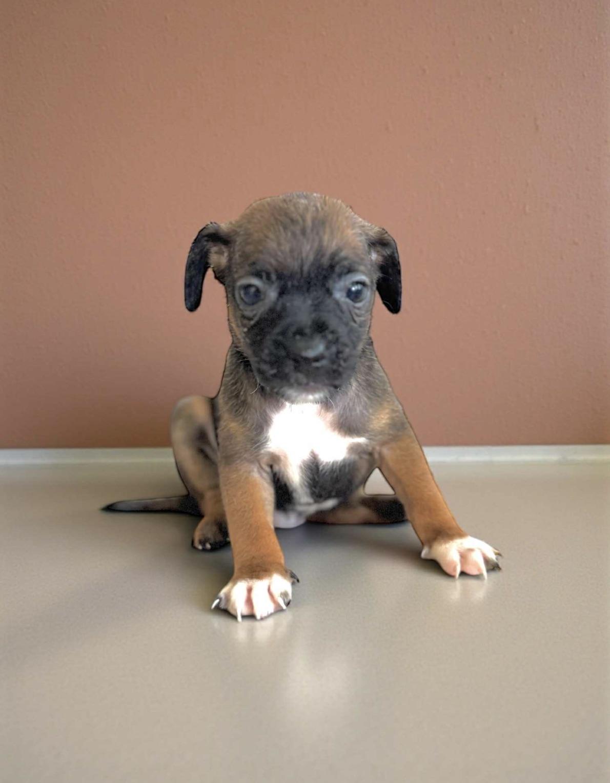 Remy , adopted, Puppy Male Mixed Breed.