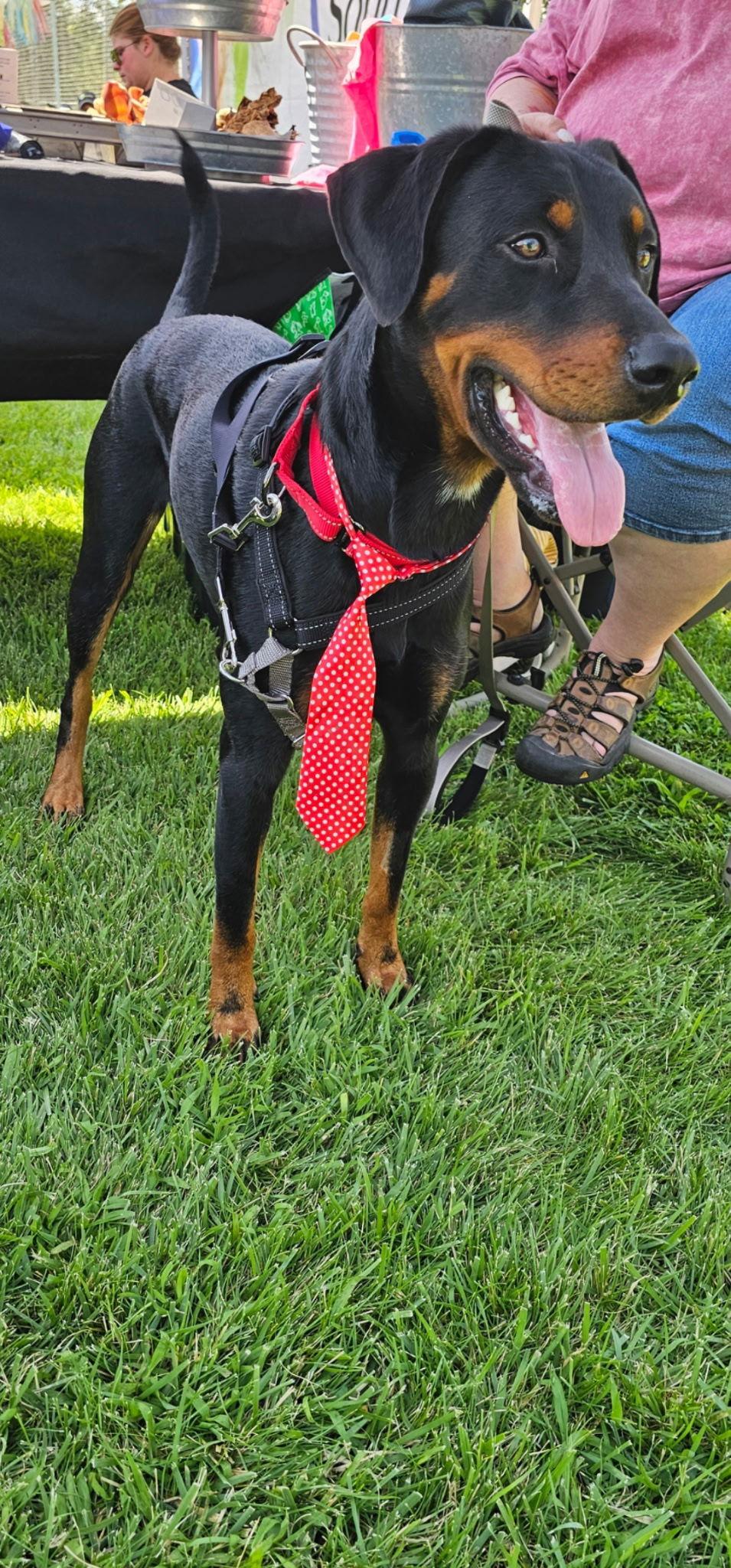Enlarge Henry, a Adopted Doberman Pinscher in Minneapolis, MN image 1/3