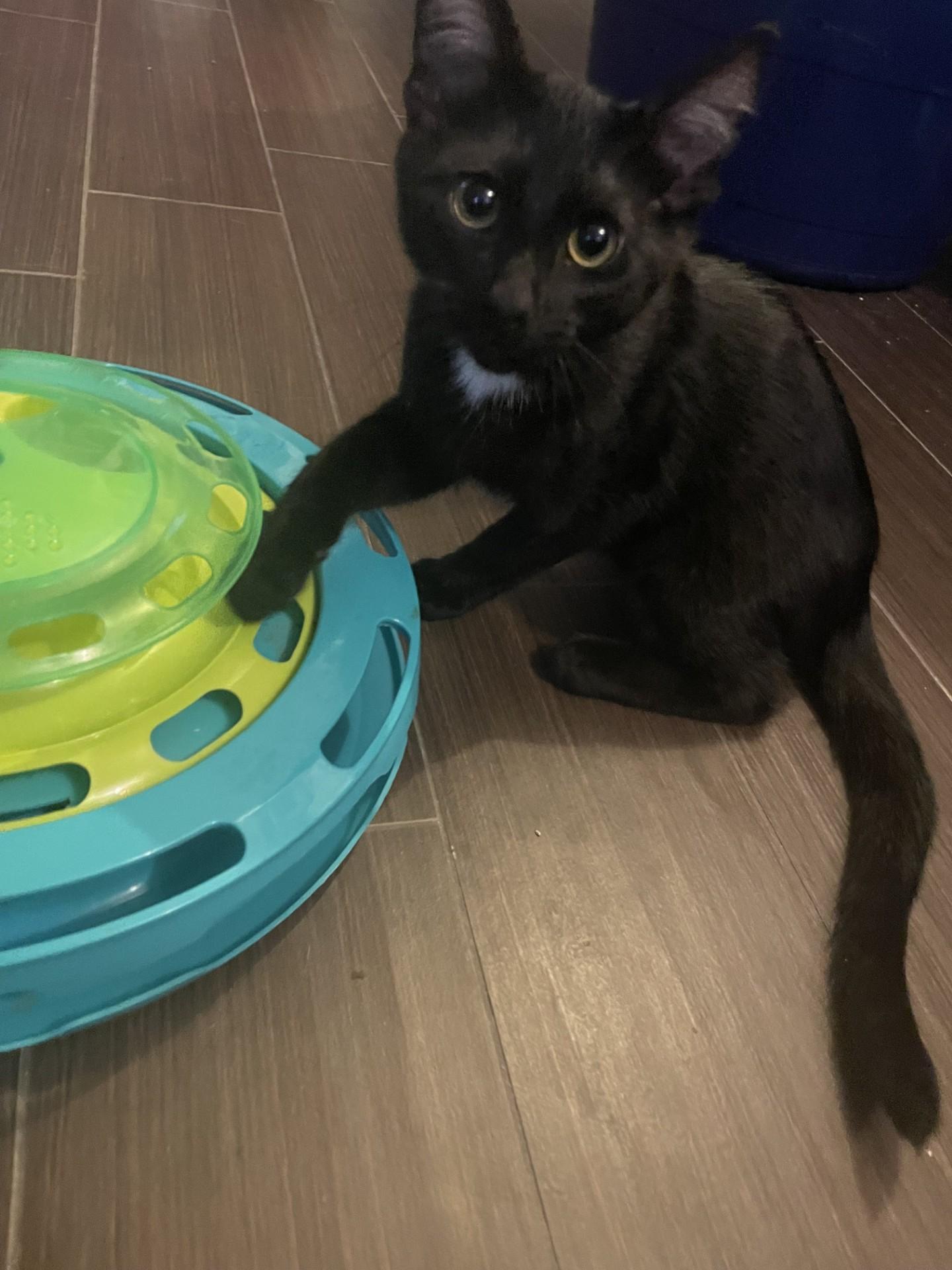 Snowball (& Laddie), a Adoptable Domestic Short Hair in Puyallup, WA image 1/6