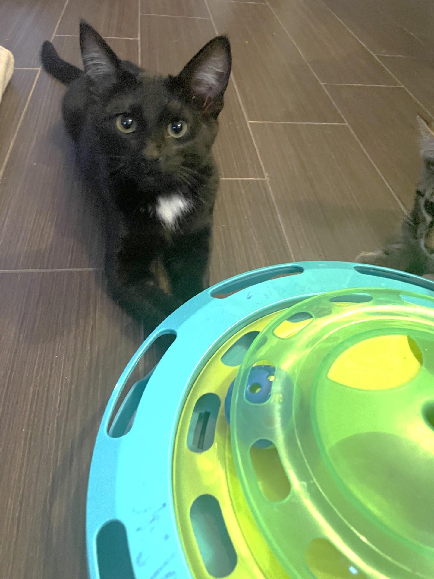 Snowball (& Laddie), a Adoptable Domestic Short Hair in Puyallup, WA image 6/6