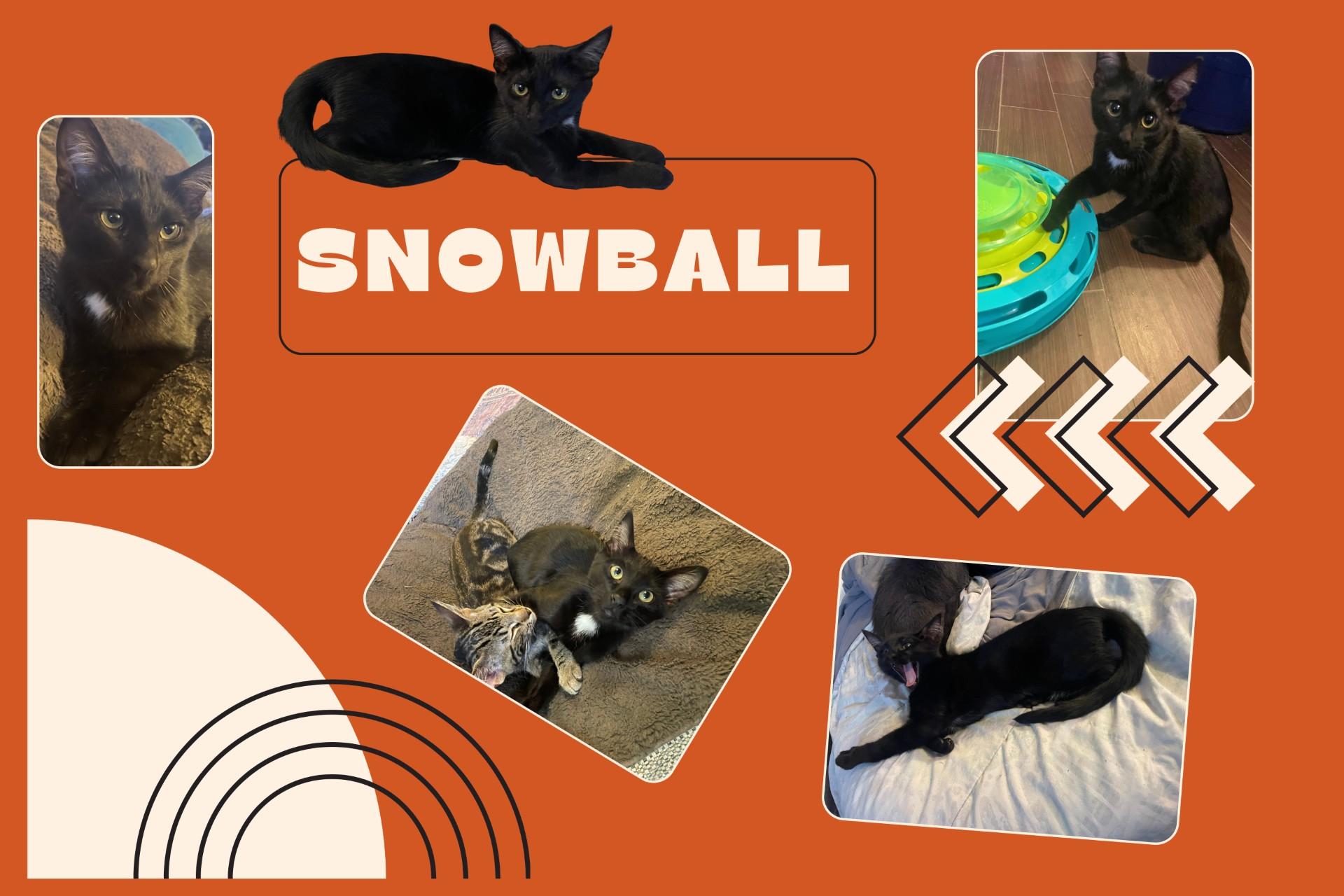 Snowball (& Laddie), a Adoptable Domestic Short Hair in Puyallup, WA image 5/6