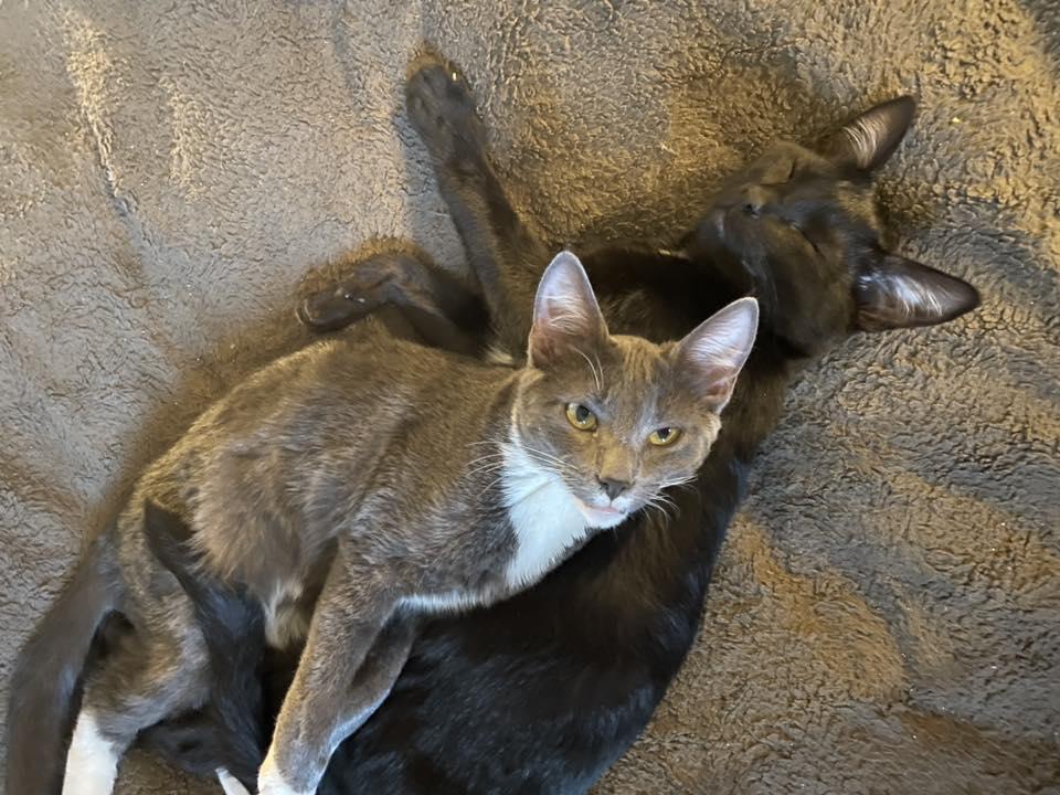 Snowball (& Laddie), a Adoptable Domestic Short Hair in Puyallup, WA image 3/6