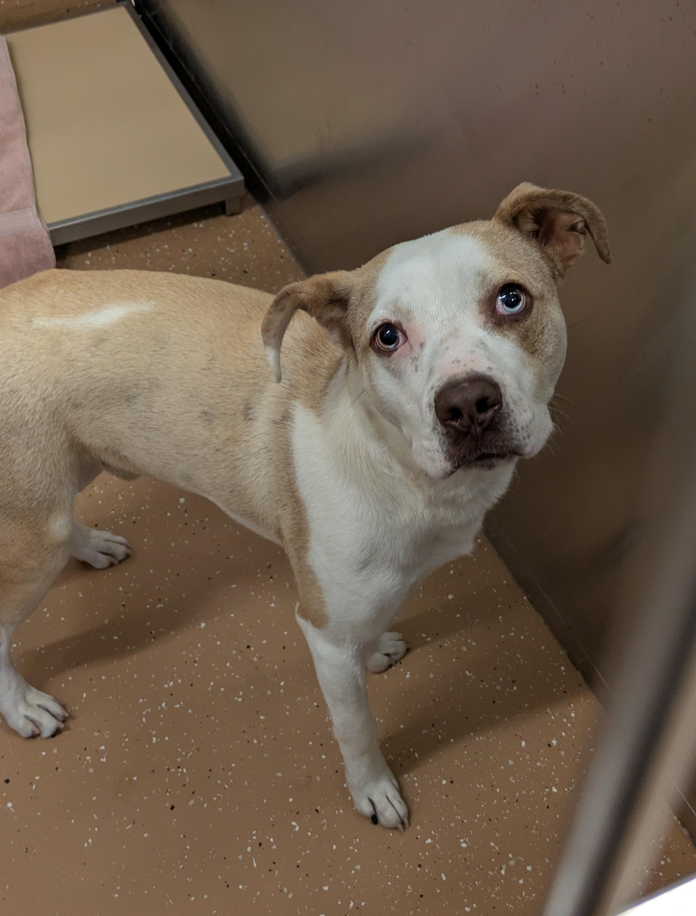 Enlarge Olaf, a ADOPTABLE Pit Bull Terrier in Allen, TX image 1/1