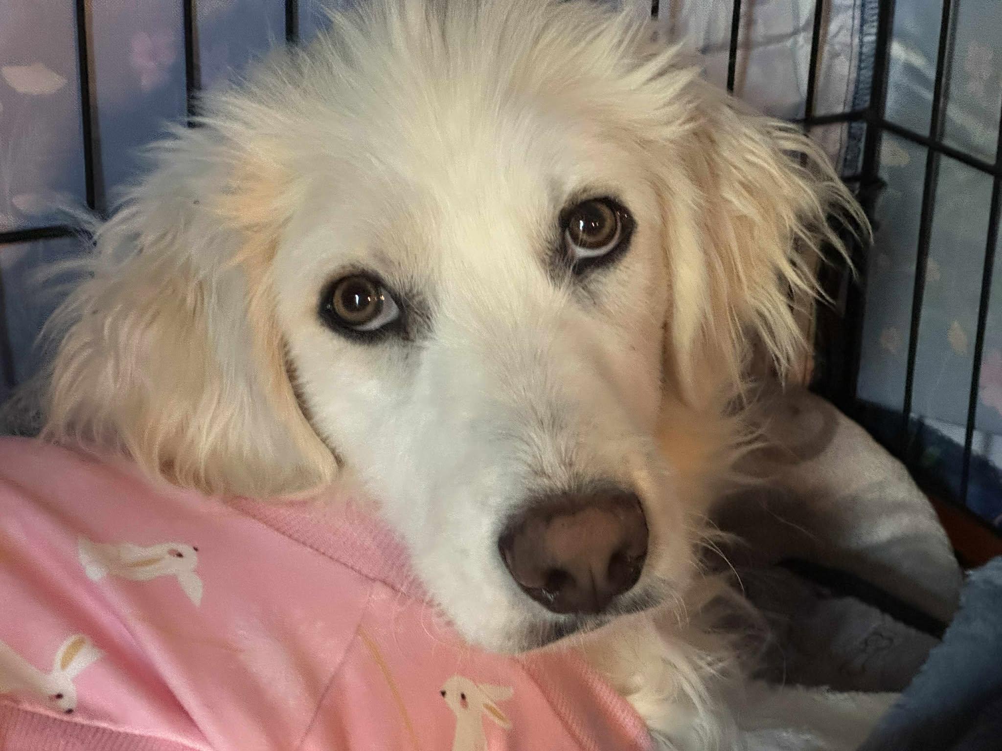 Elowen, Adoptable, Puppy Female Great Pyrenees.