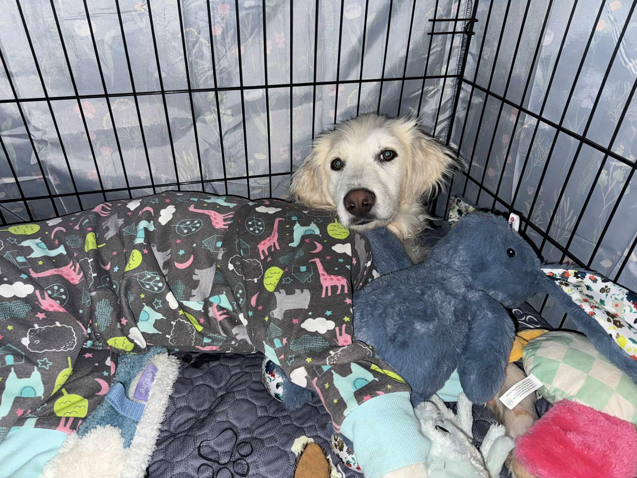 Elowen, a Adoptable Great Pyrenees in Kiowa, OK image 2/6