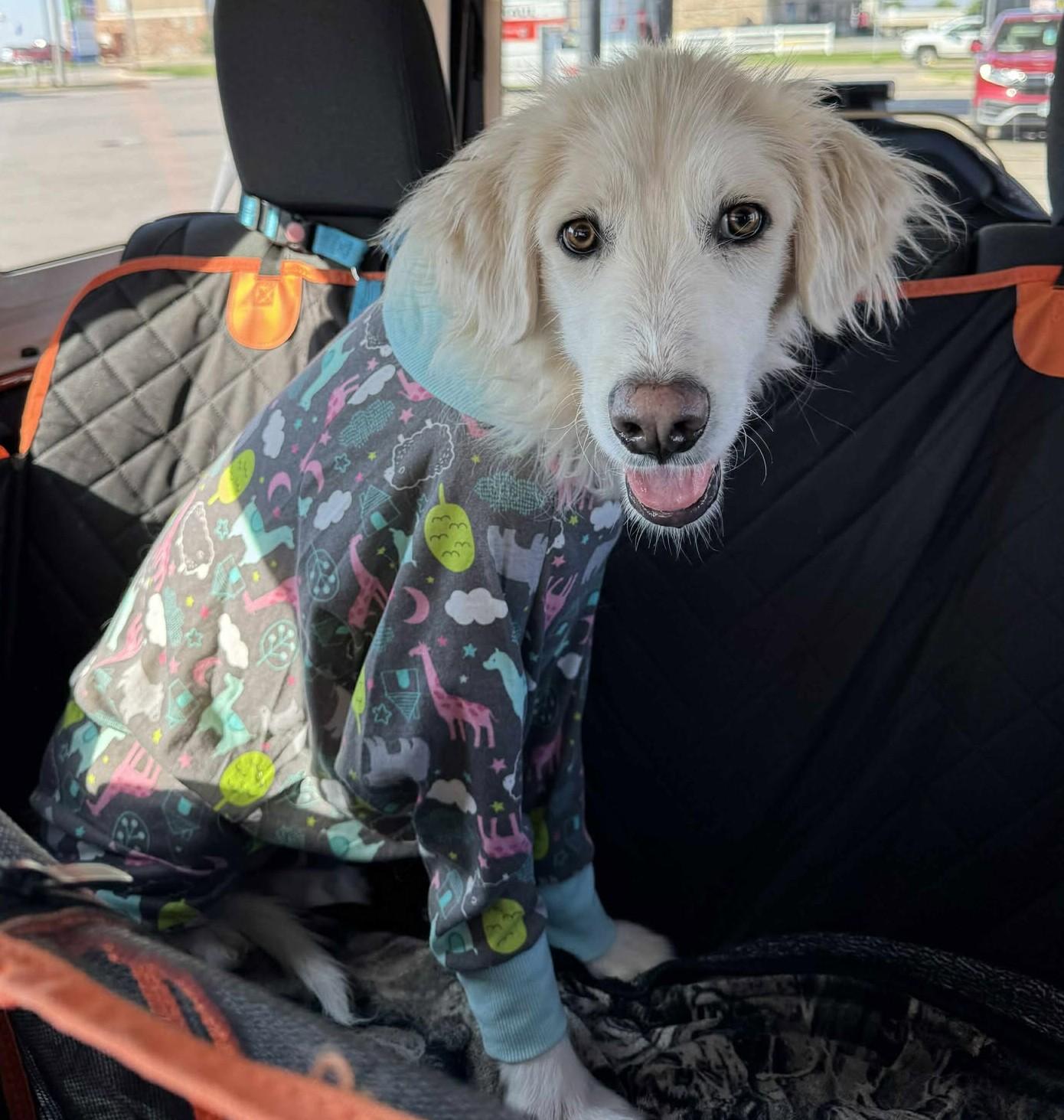 Elowen, a Adoptable Great Pyrenees in Kiowa, OK image 3/6