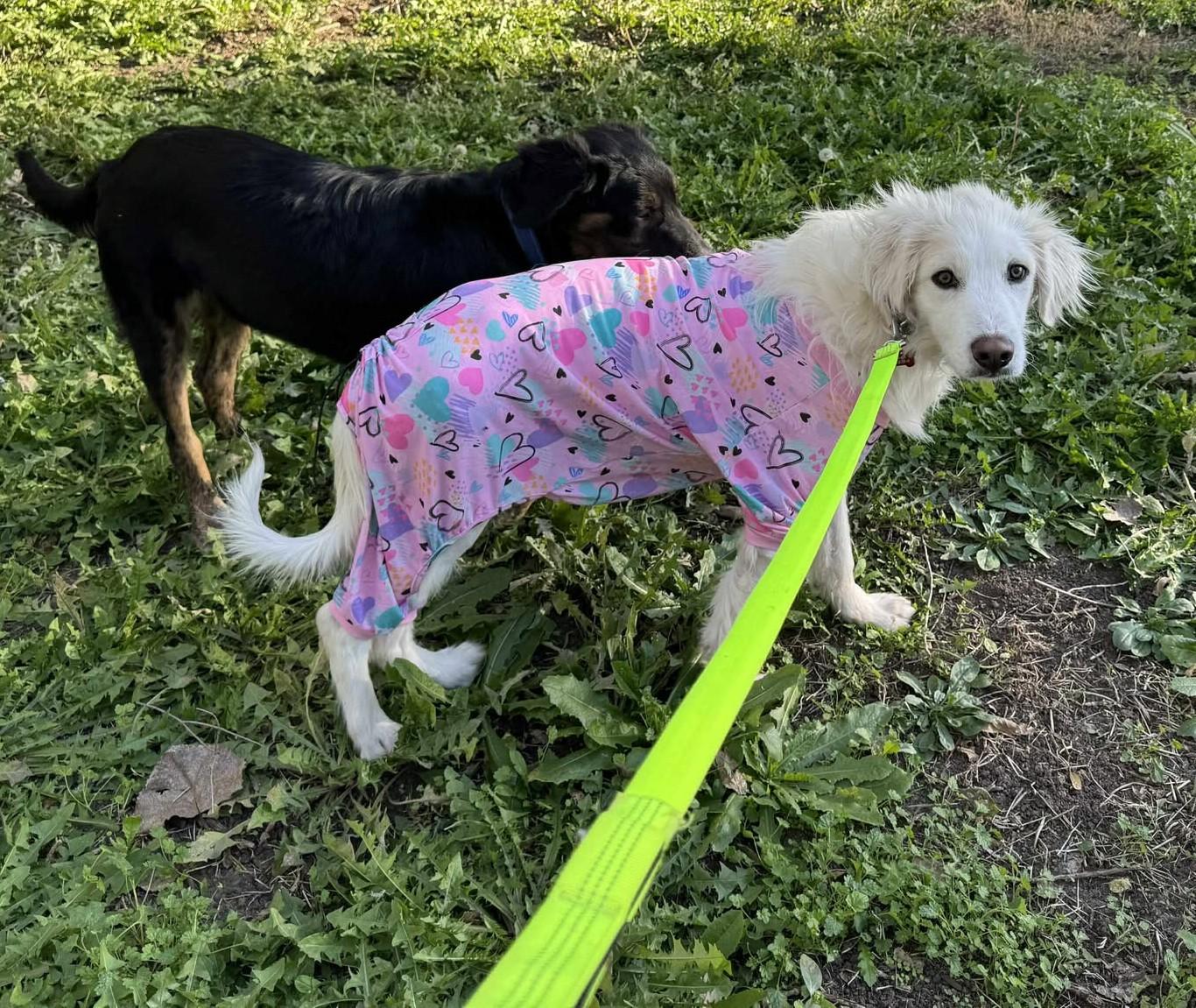 Elowen, a Adoptable Great Pyrenees in Kiowa, OK image 4/6