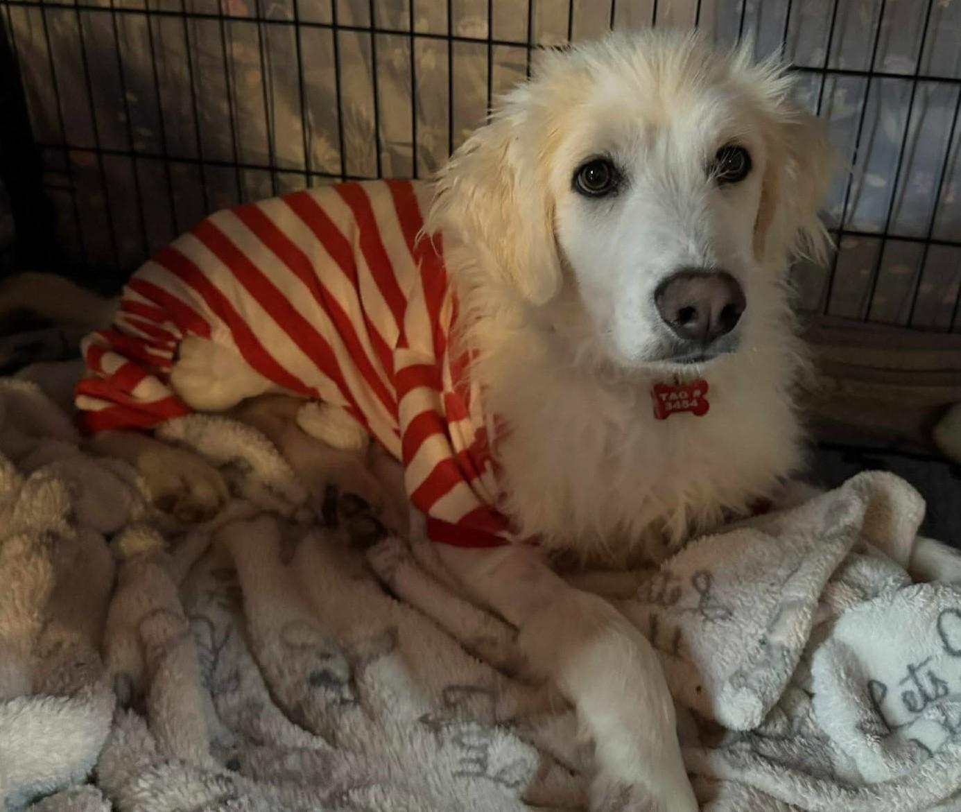 Elowen, a Adoptable Great Pyrenees in Kiowa, OK image 5/6