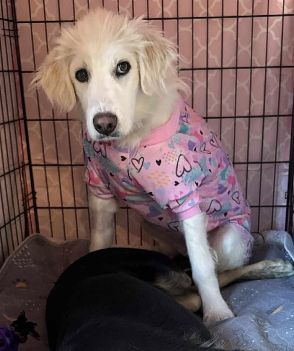 Elowen, a Adoptable Great Pyrenees in Kiowa, OK image 6/6