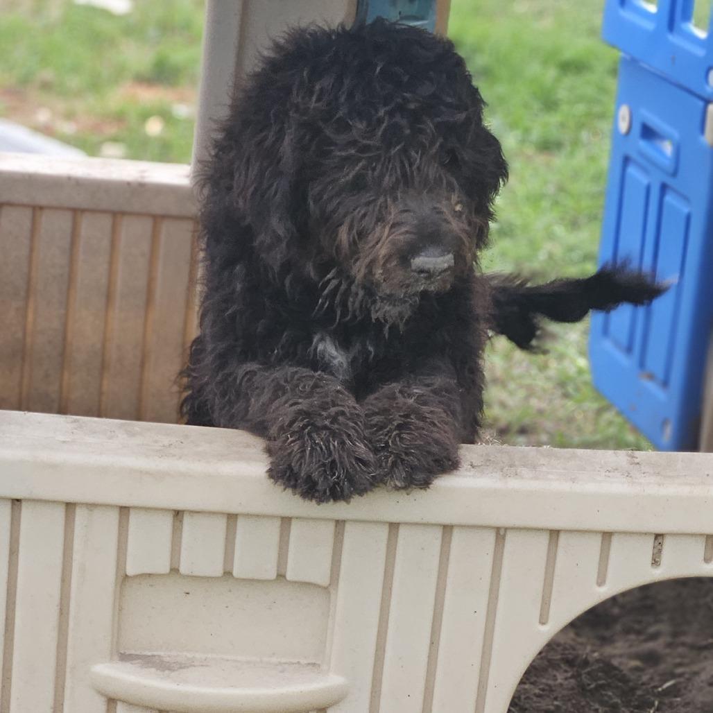 Enlarge Minnie D12764, a Adoptable mixed breed in Blaine, MN image 1/4