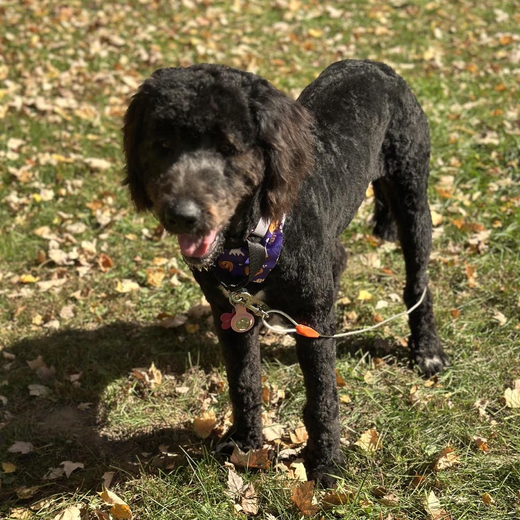Enlarge Minnie D12764, a Adoptable mixed breed in Blaine, MN image 2/4