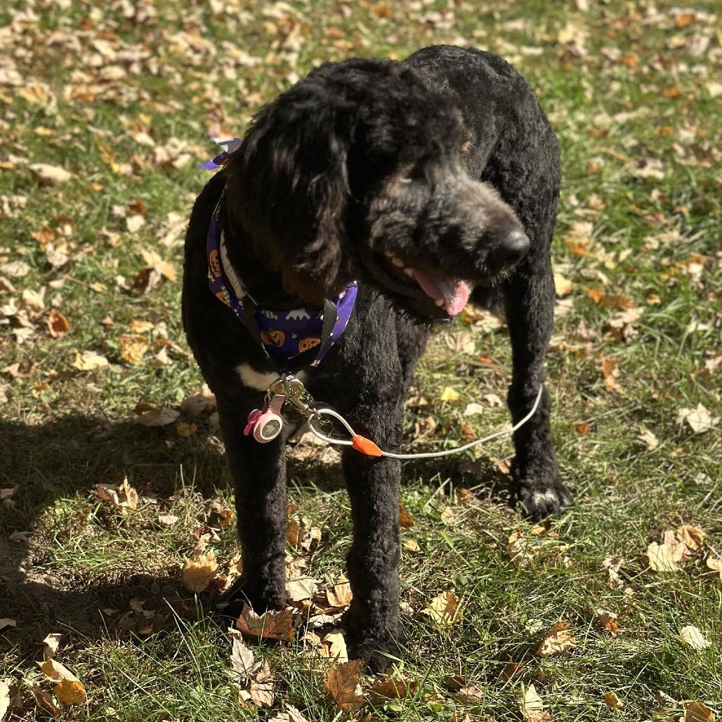 Enlarge Minnie D12764, a Adoptable mixed breed in Blaine, MN image 3/4