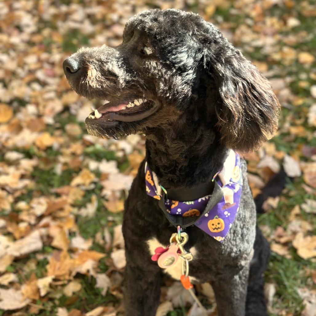 Enlarge Minnie D12764, a Adoptable mixed breed in Blaine, MN image 4/4