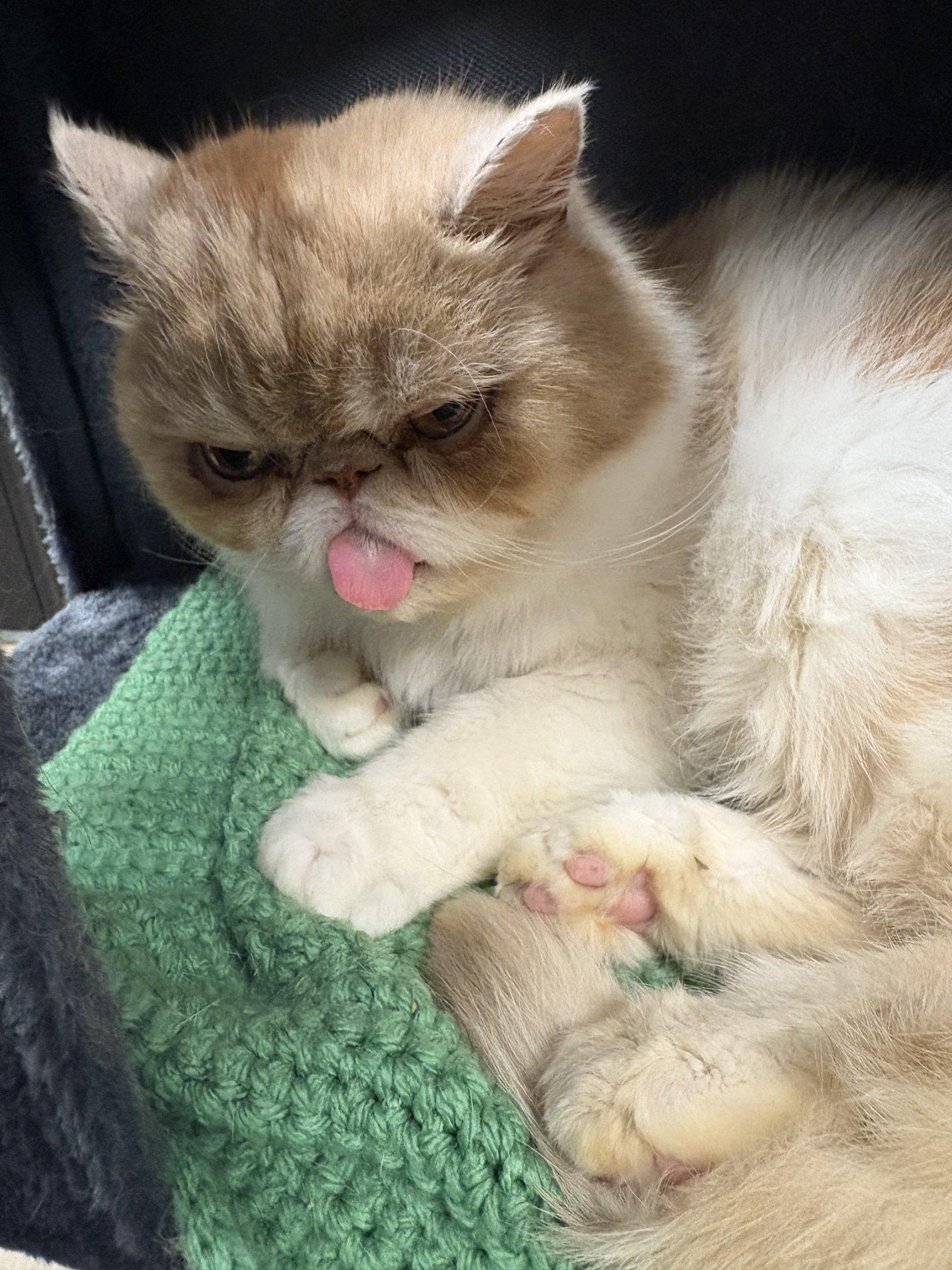 Castiel, a ADOPTABLE Exotic Shorthair in Hamburg, NY image 2/3