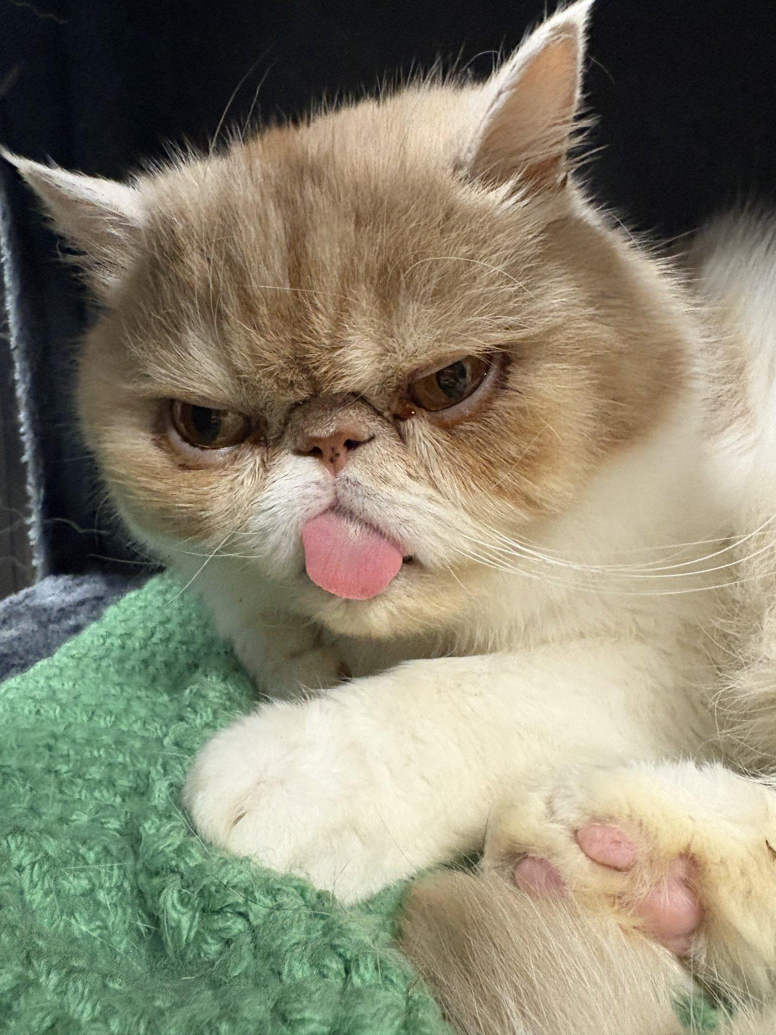 Castiel, ADOPTABLE, Senior Male Exotic Shorthair.
