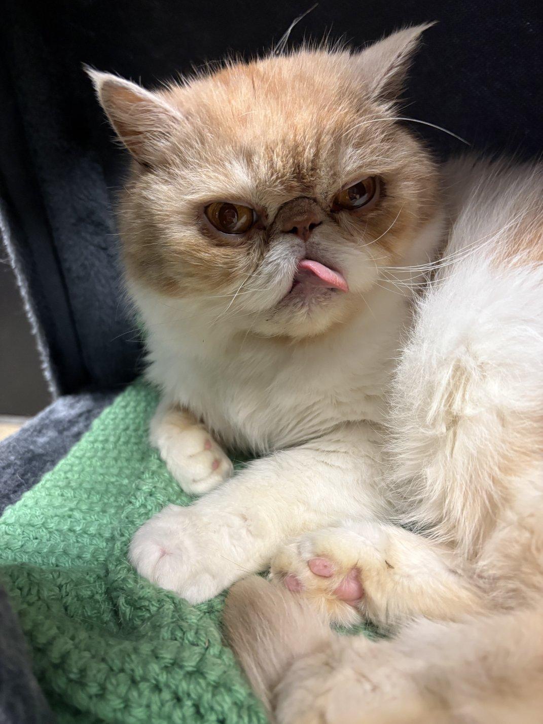 Castiel, a ADOPTABLE Exotic Shorthair in Hamburg, NY image 3/3