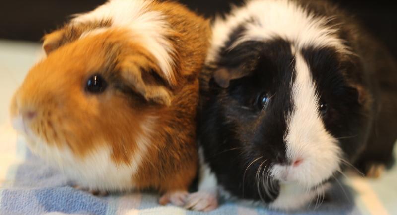 Enlarge Cinnamon and Oreo, a ADOPTABLE Guinea Pig in Budd Lake, NJ image 4/6