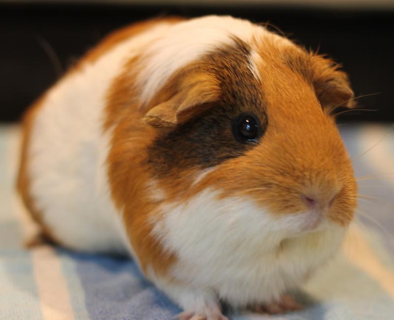 Enlarge Cinnamon and Oreo, a ADOPTABLE Guinea Pig in Budd Lake, NJ image 5/6