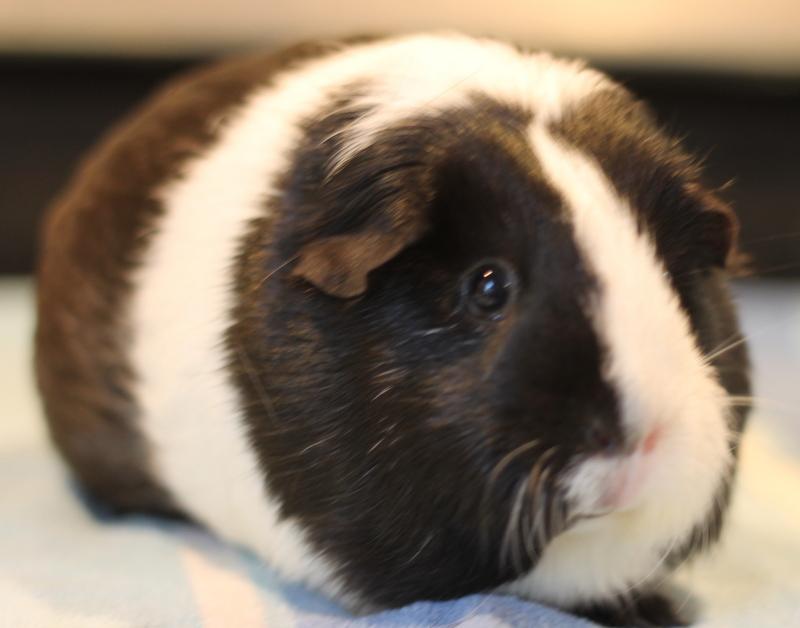 Enlarge Cinnamon and Oreo, a ADOPTABLE Guinea Pig in Budd Lake, NJ image 3/6