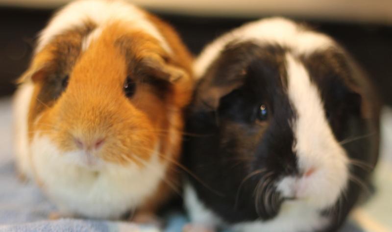 Cinnamon and Oreo, ADOPTABLE, Adult Female Guinea Pig.