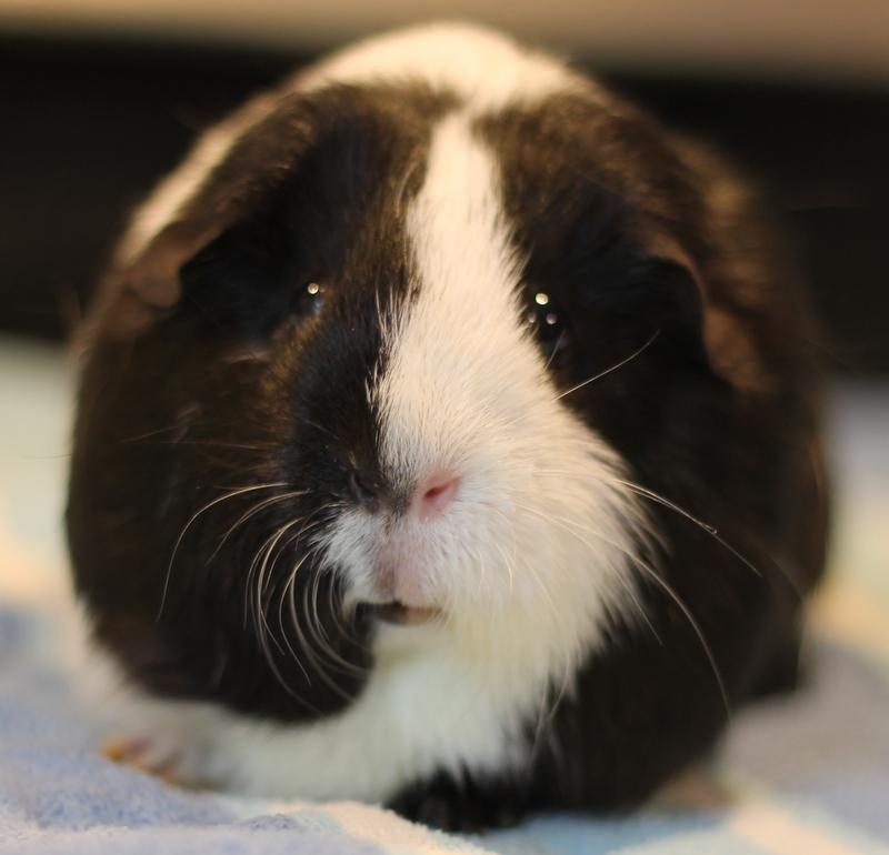 Enlarge Cinnamon and Oreo, a ADOPTABLE Guinea Pig in Budd Lake, NJ image 2/6