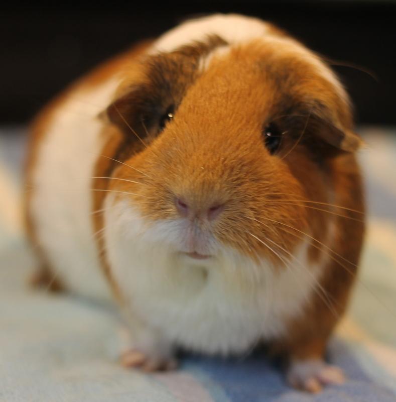 Enlarge Cinnamon and Oreo, a ADOPTABLE Guinea Pig in Budd Lake, NJ image 6/6
