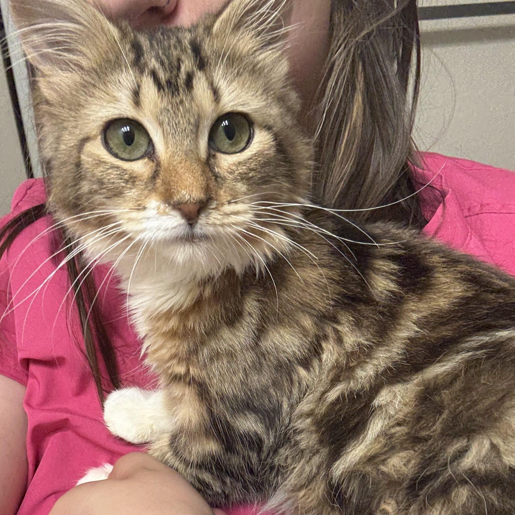 Diva, Adopted, Young Female Domestic Medium Hair.