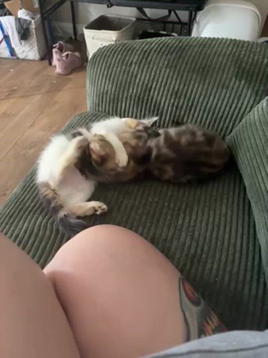 Enlarge Diva, a Adopted Domestic Medium Hair in Norcross, GA video 2/2