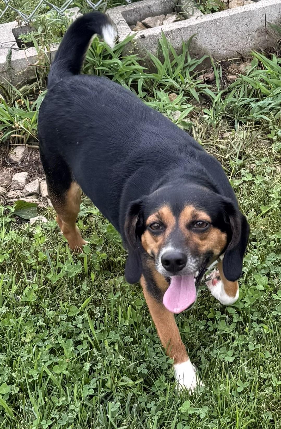 Sarah, ADOPTABLE, Adult Female Beagle.