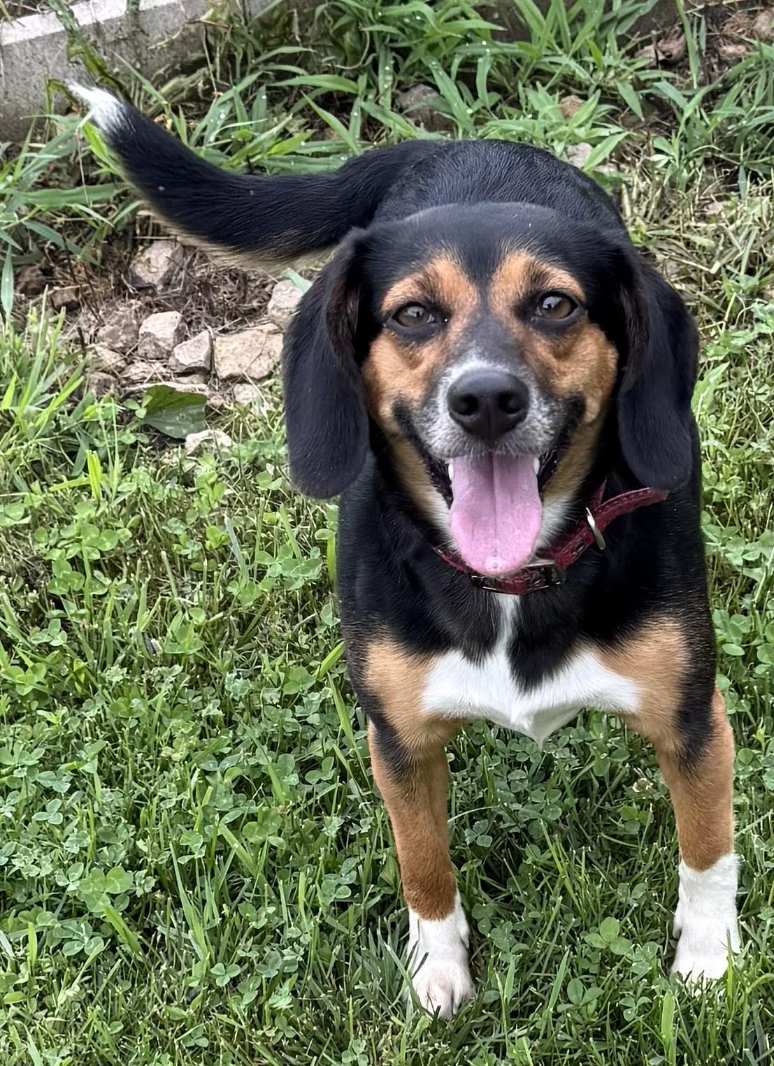 Sarah, a ADOPTABLE mixed breed in Mauston, WI image 2/2