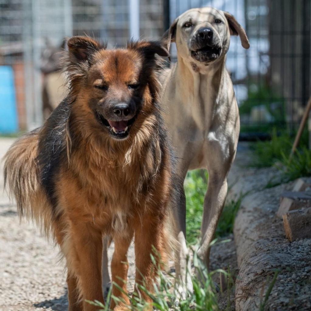 Enlarge Carter Rico III, a Adoptable Shepherd in Allen, TX image 1/6