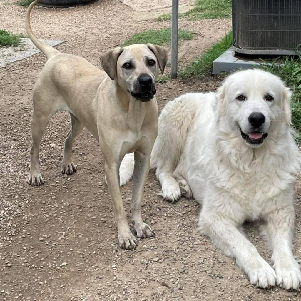 Enlarge Carter Rico III, a Adoptable Shepherd in Allen, TX image 2/6