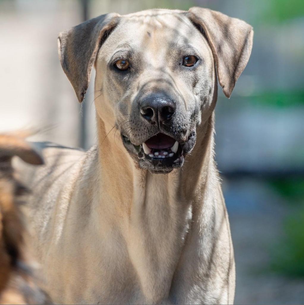 Enlarge Carter Rico III, a Adoptable Shepherd in Allen, TX image 3/6