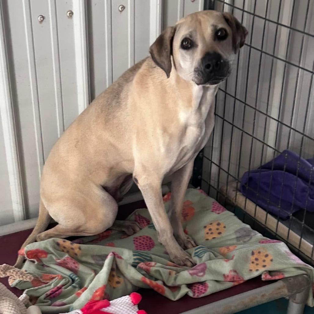 Enlarge Carter Rico III, a Adoptable Shepherd in Allen, TX image 4/6