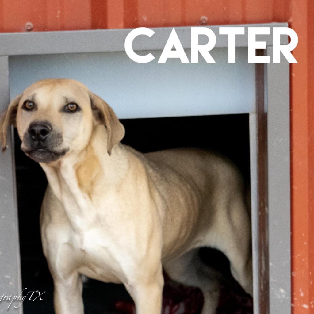 Enlarge Carter Rico III, a Adoptable Shepherd in Allen, TX image 5/6