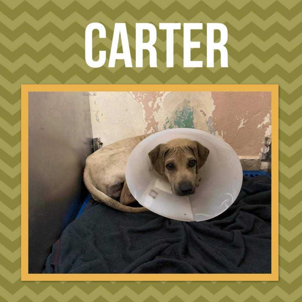 Carter Rico III — thumbnail 6