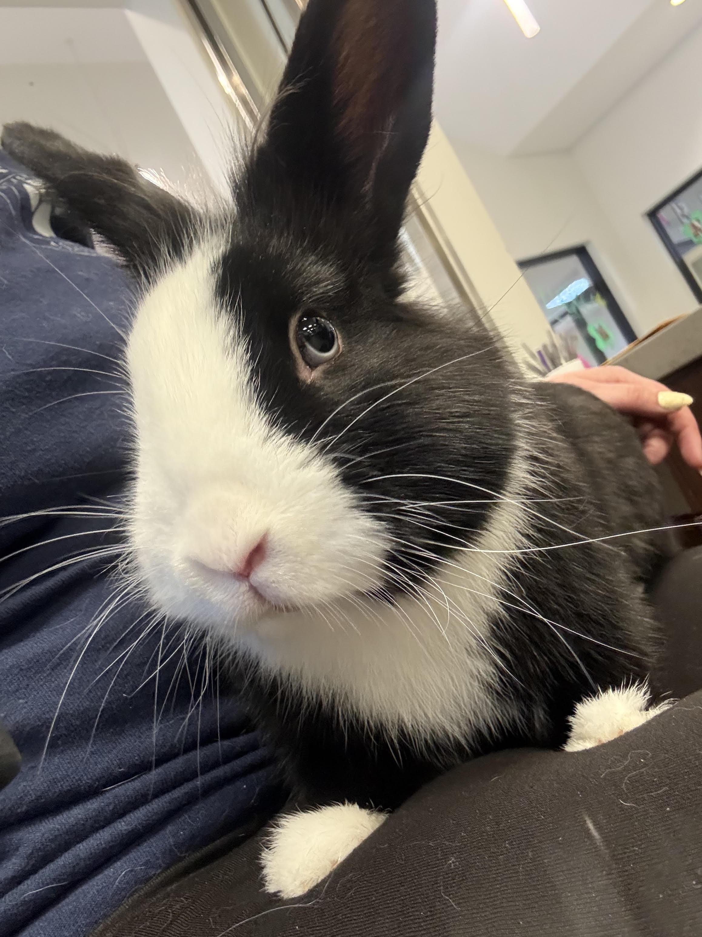 Enlarge Peter, a ADOPTABLE mixed breed in Hamilton, MT image 4/4