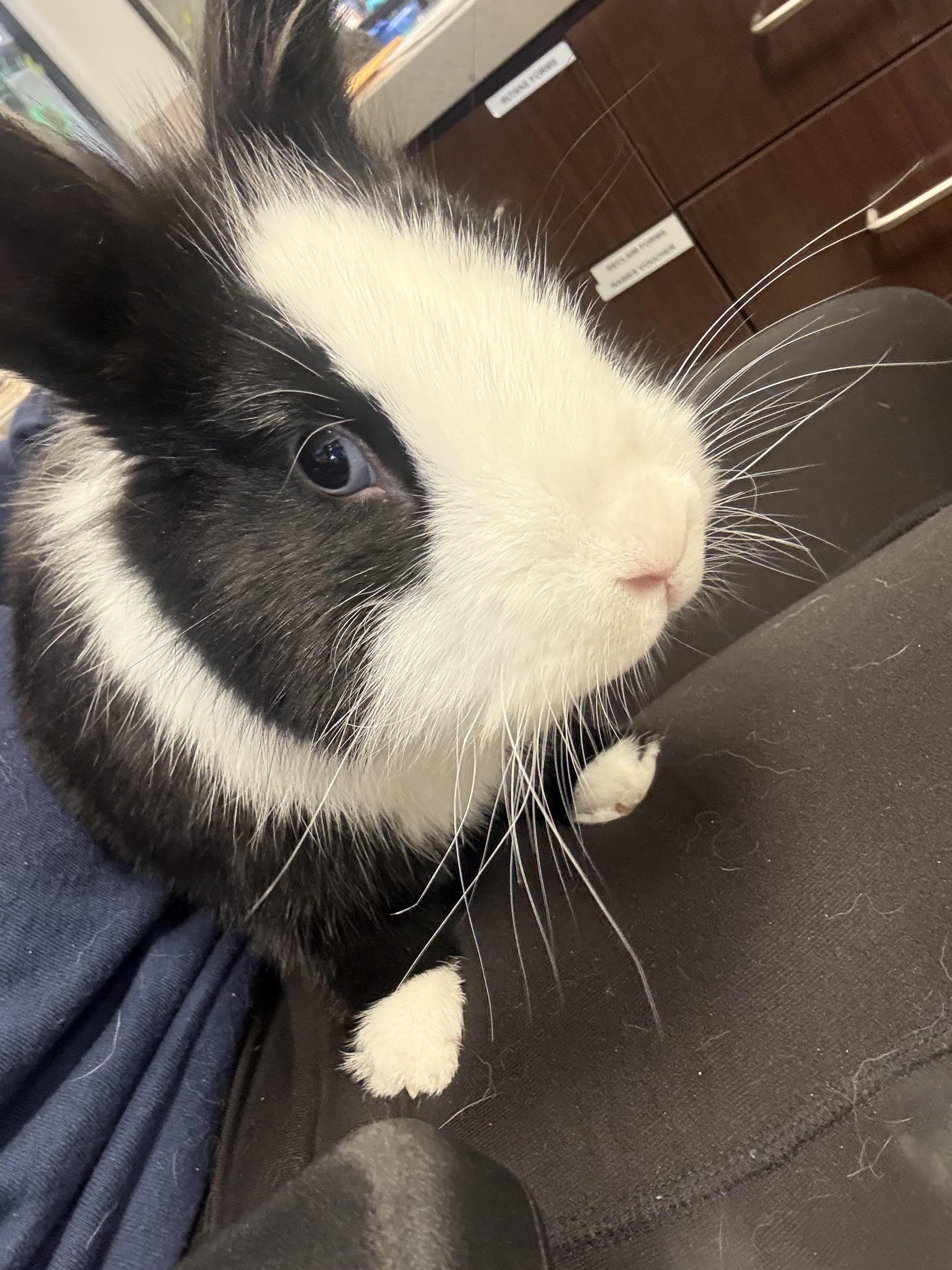 Enlarge Peter, a ADOPTABLE mixed breed in Hamilton, MT image 3/4