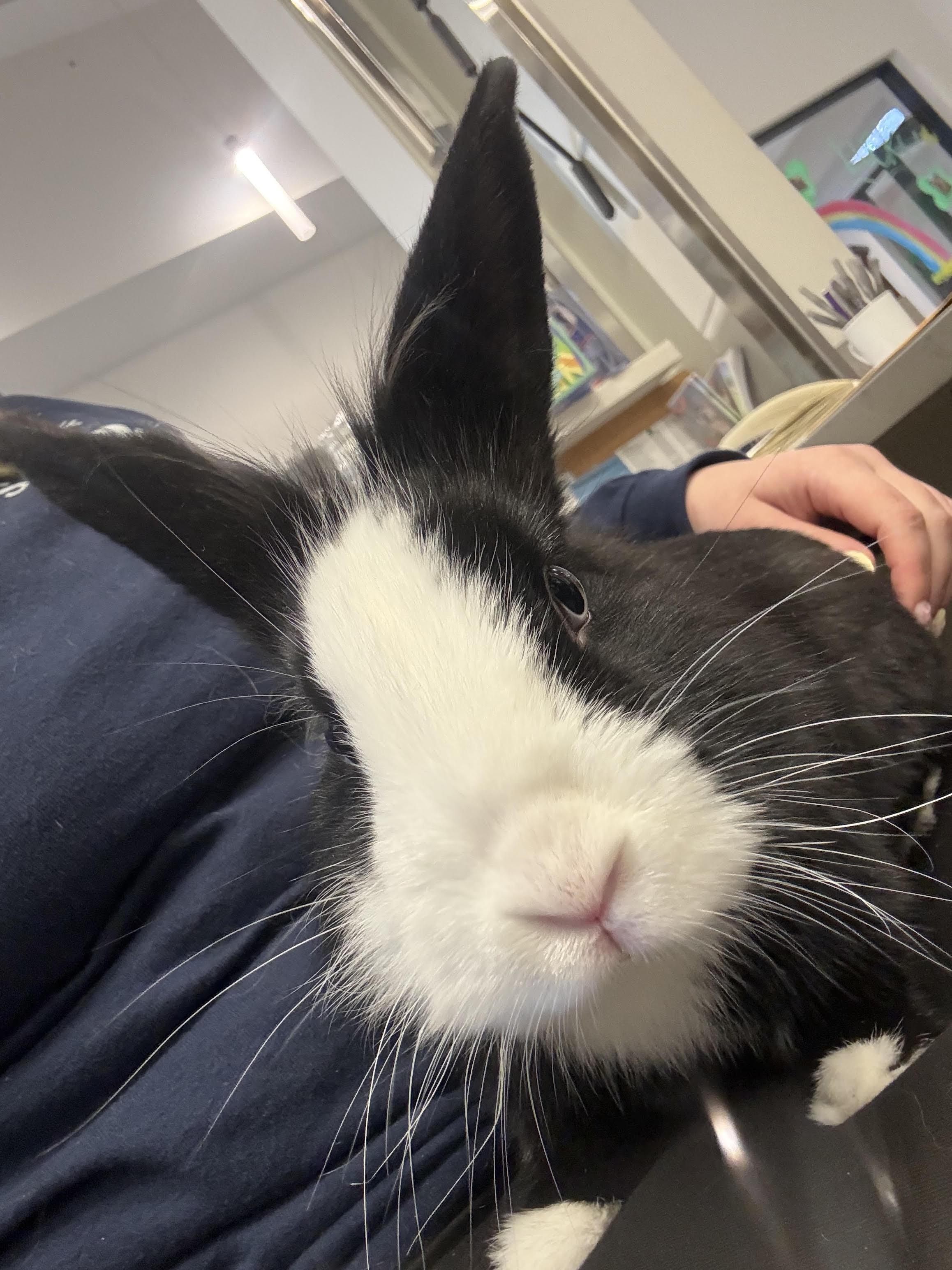 Enlarge Peter, a ADOPTABLE mixed breed in Hamilton, MT image 2/4