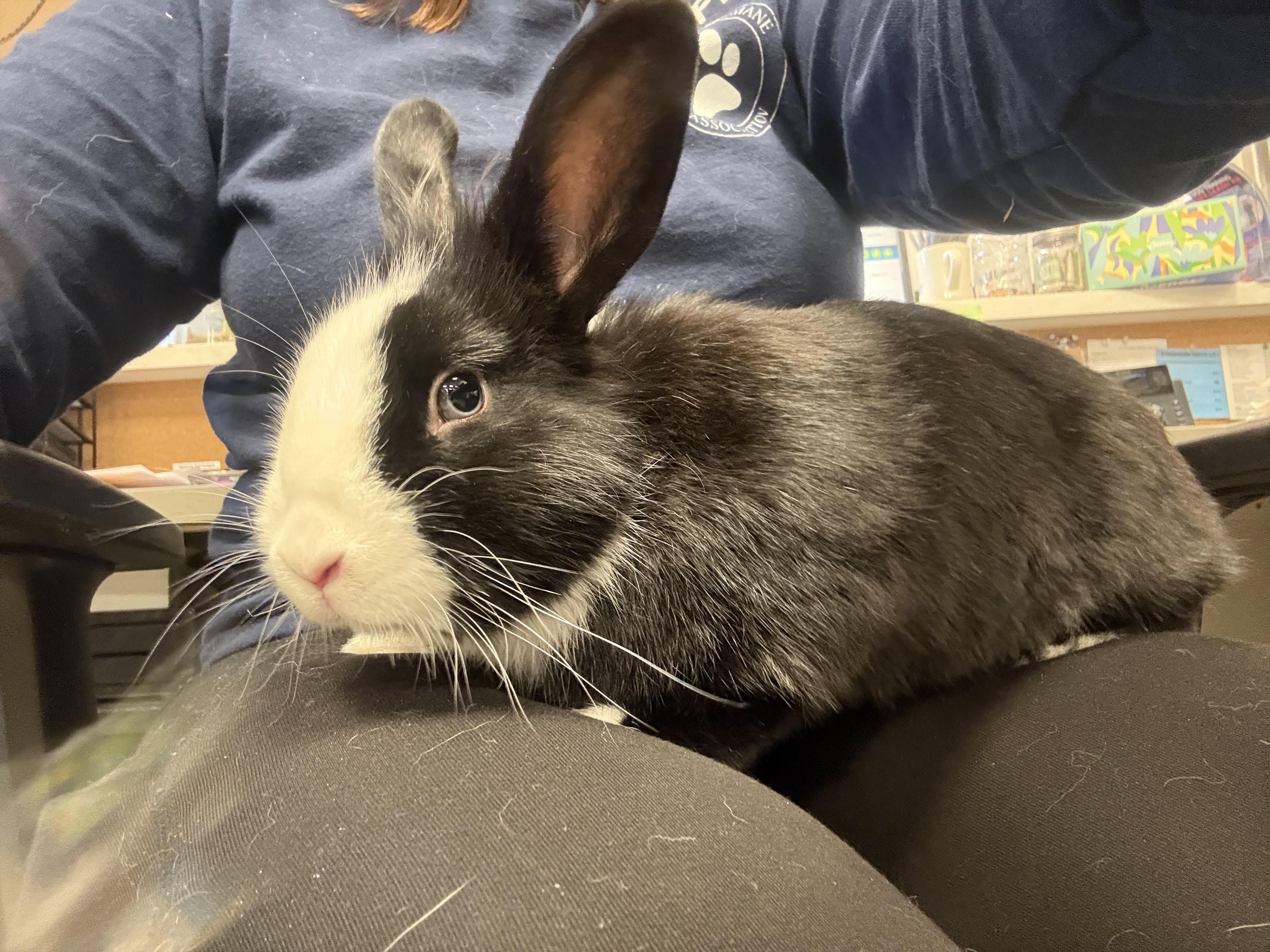 Enlarge Peter, a ADOPTABLE mixed breed in Hamilton, MT image 1/4