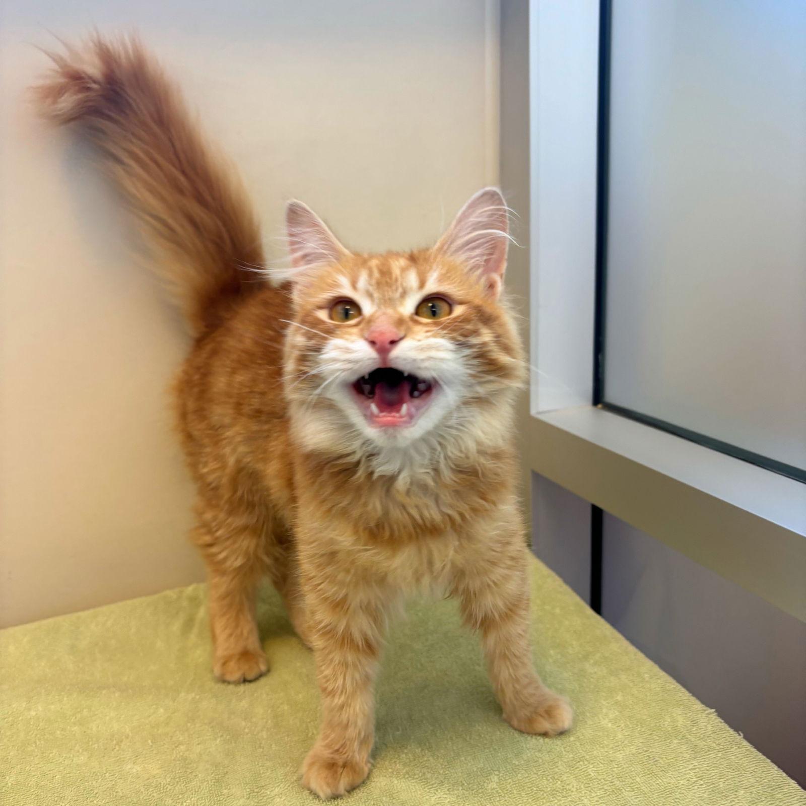 Enlarge Andie Claire, a Adopted mixed breed in Burlingame, CA image 1/3