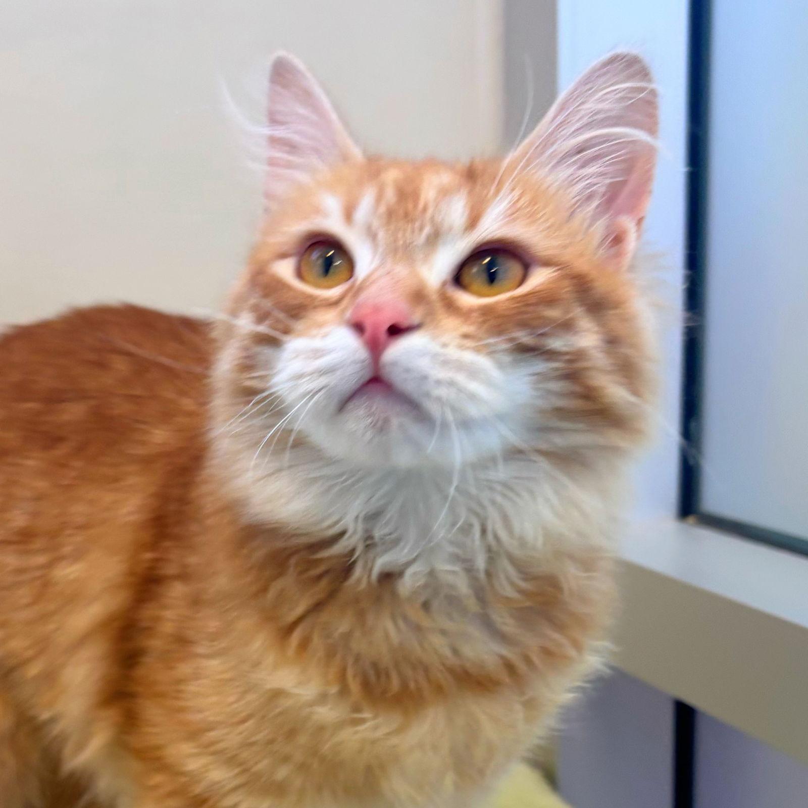 Enlarge Andie Claire, a Adopted mixed breed in Burlingame, CA image 2/3