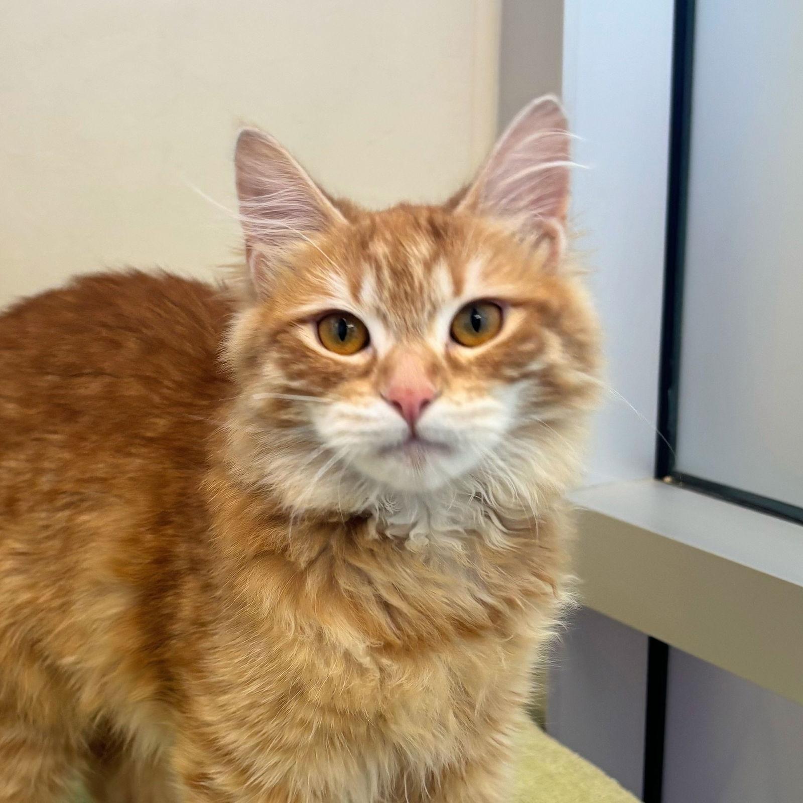 Enlarge Andie Claire, a Adopted mixed breed in Burlingame, CA image 3/3