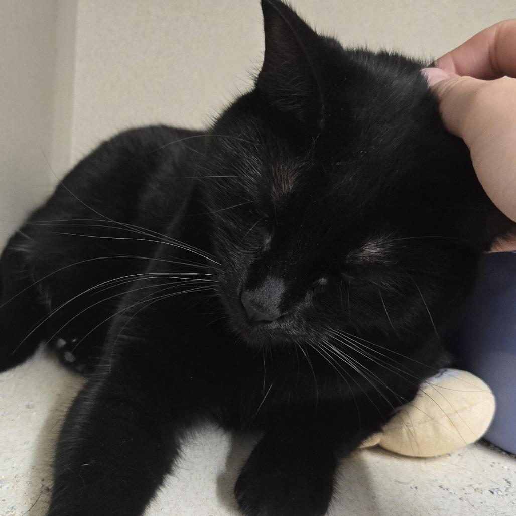 Sally, Adoptable, Adult Female Domestic Short Hair.