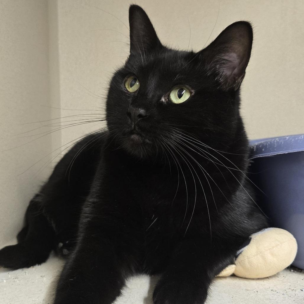 Enlarge Sally, a Adoptable Domestic Short Hair in Colorado Springs, CO image 2/3